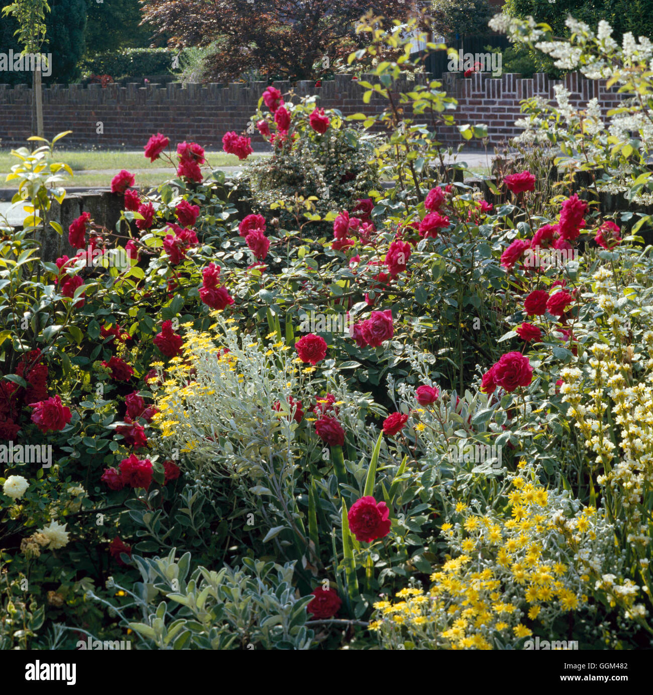 Rose Garden - with `Paul's Scarlet Climber' cascading amongst shrubs.   RGB015226     Photos Horticu Stock Photo